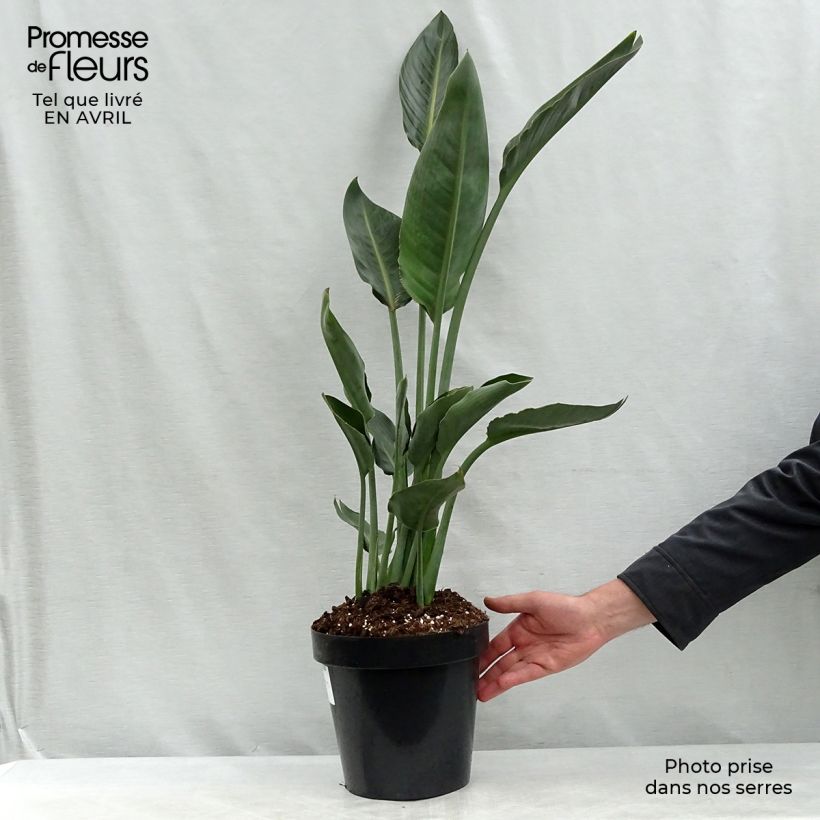 Strelitzia reginae 2L/3L pot sample as delivered in spring