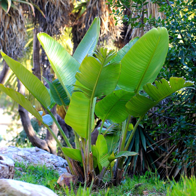 Strelitzia nicolai seeds - White bird of paradise (Plant habit)