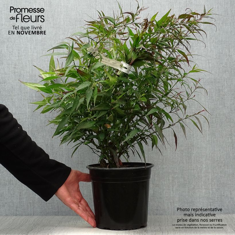 Strobilanthes anisophylla BRUNETTHY 3L/4L pot sample as delivered in autumn