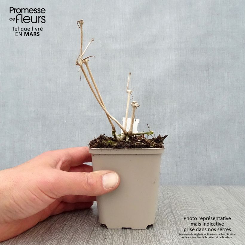 Strobilanthes attenuata 8/9 cm pot sample as delivered in spring