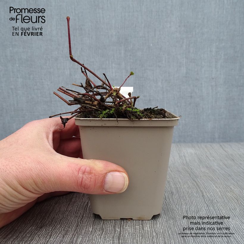 Strobilanthes attenuata Blue Carpet 8/9 cm pot sample as delivered in winter