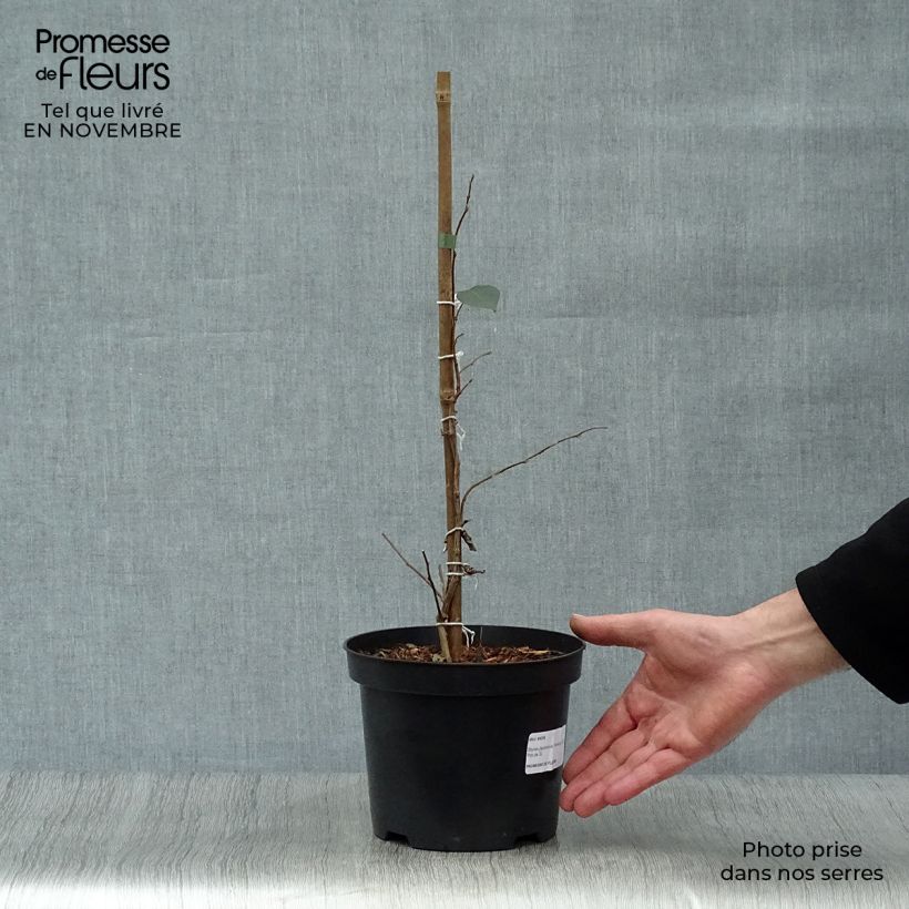Styrax japonica Evening Light 3L/4L pot sample as delivered in autumn
