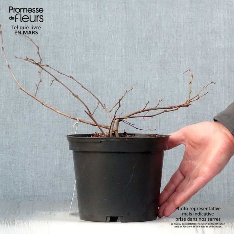 Styrax japonica 3L/4L pot sample as delivered in spring