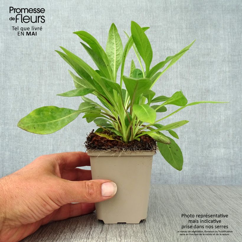 Succisa pratensis 8/9 cm pot sample as delivered in spring