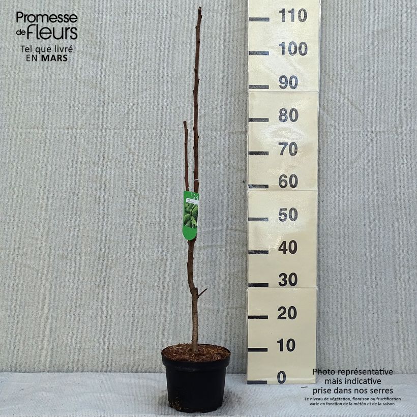 Rhus typhina Dissecta 3L/4L pot sample as delivered in winter