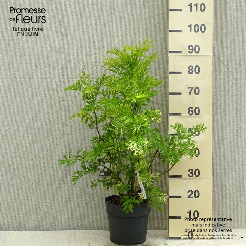 Sambucus racemosa Golden Lace - European Red Elder 6L/7L pot sample as delivered in spring