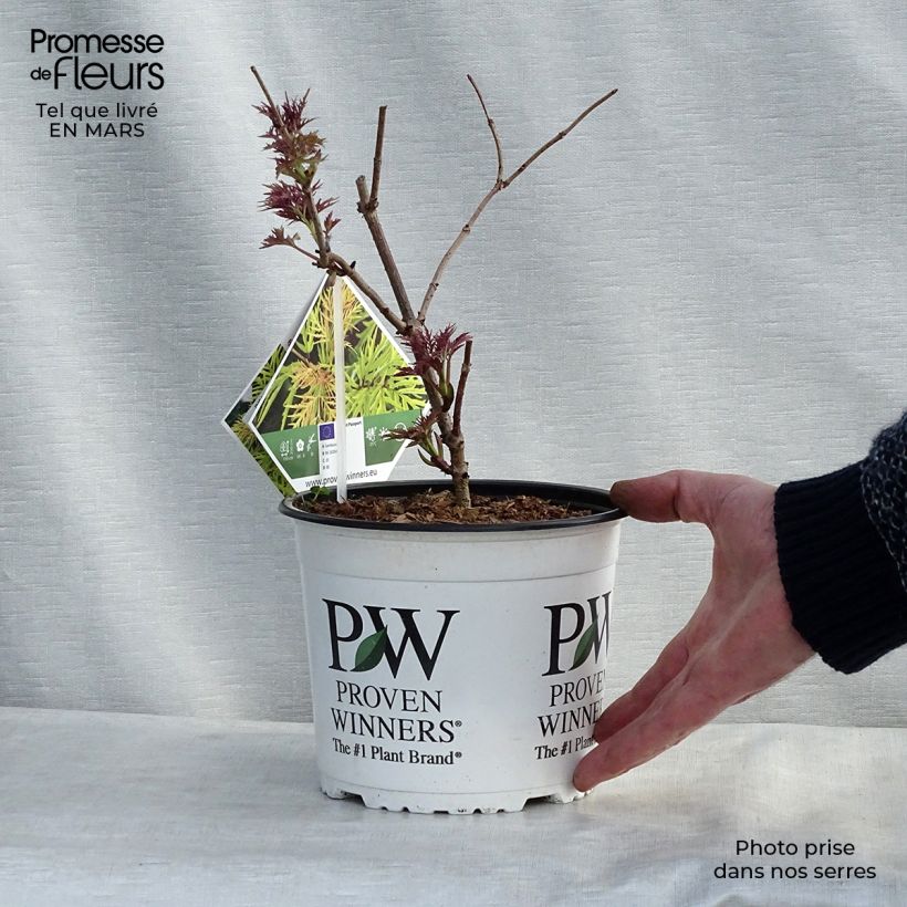 Sambucus racemosa Lemony Lace - European Red Elder 2L/3L pot sample as delivered in winter