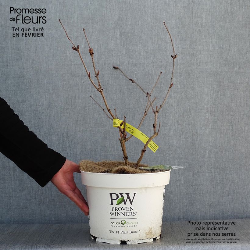 Sambucus racemosa Lemony Lace - European Red Elder 7.5L/10L pot sample as delivered in winter