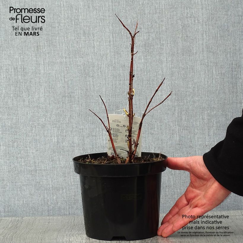 Elderberry - Sambucus racemosa Sutherland Gold 2L/3L pot sample as delivered in winter