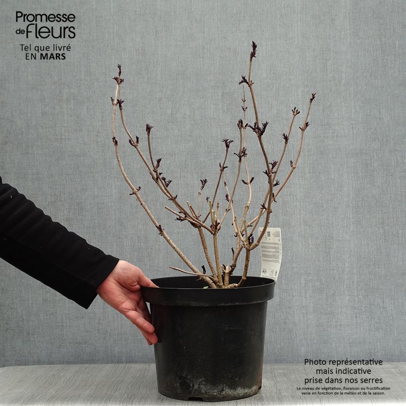 Example of Sambucus nigra Black Lace - Black Elder 6L/7L pot as you get in hiver