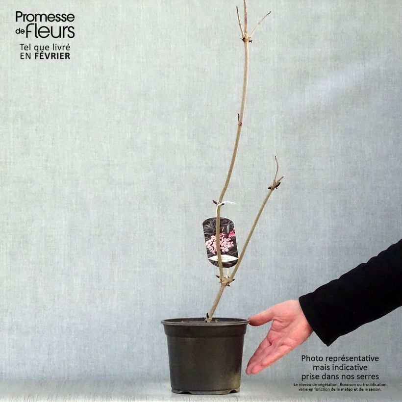 Example of Sambucus nigra Black Lace - Black Elder 2L/3L pot as you get in hiver