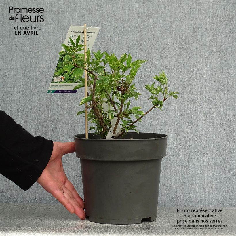 Sambucus nigra Golden Spark 3L/4L pot sample as delivered in spring