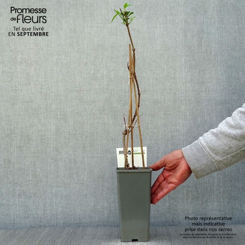 Sambucus nigra Haschberg - Black Elder 1.5L/2L pot, Bush sample as delivered in autumn