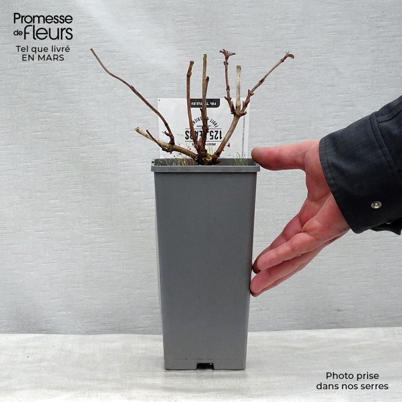 Sambucus nigra Korsor - Black Elder 1.5L/2L pot, Bush sample as delivered in spring