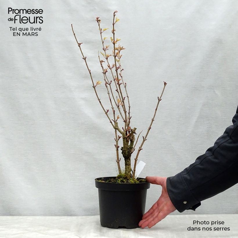 Sambucus nigra Madonna - Black Elder 3L/4L pot sample as delivered in spring