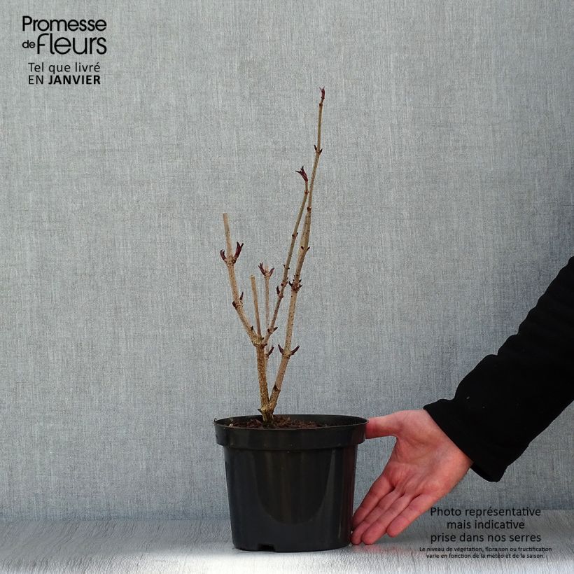 Sambucus nigra - Black Elder 2L/3L pot sample as delivered in winter