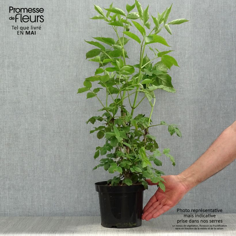 Sambucus nigra - Black Elder 2L/3L pot sample as delivered in spring