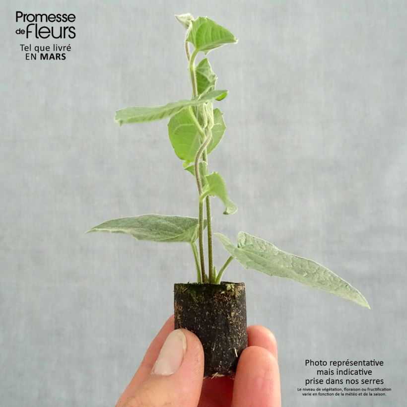 Thunbergia alata Sunny Suzy Rose Sensation Plug plant 3/4cm sample as delivered in spring