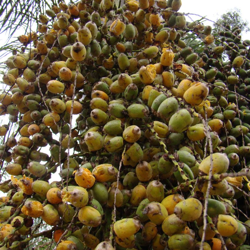 Syagrus romanzoffiana - Queen Palm (Harvest)