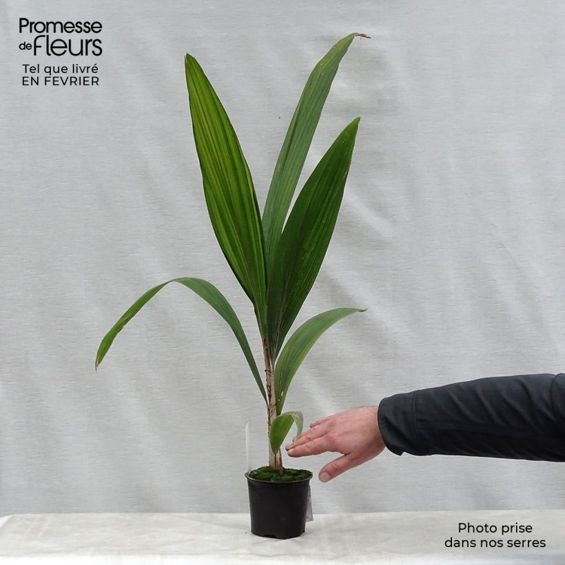 Syagrus romanzoffiana - Queen Palm 12cm pot sample as delivered in winter
