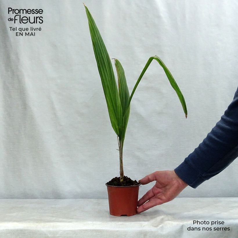 Syagrus romanzoffiana - Queen Palm 12cm pot sample as delivered in spring