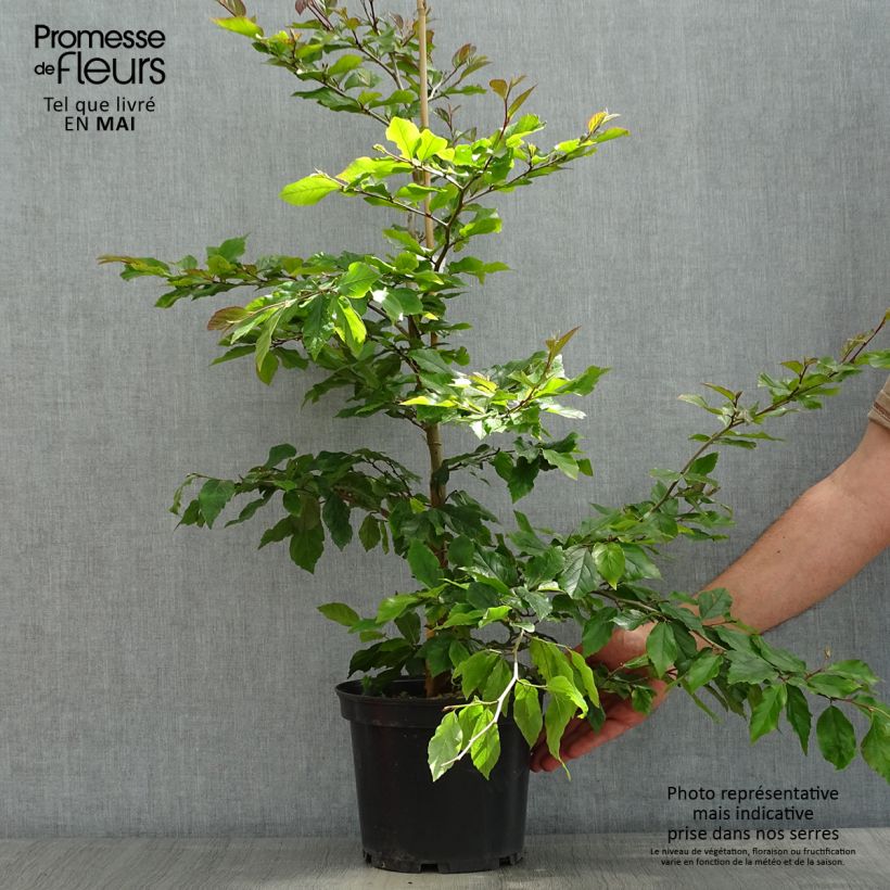 Sycoparrotia semidecidua Purple Haze 3L/4L pot sample as delivered in spring