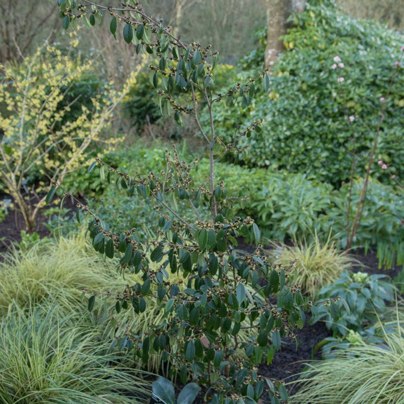 Sycopsis sinensis (Plant habit)