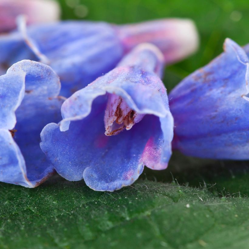 Symphytum Bocking 14 - Comfrey (Flowering)