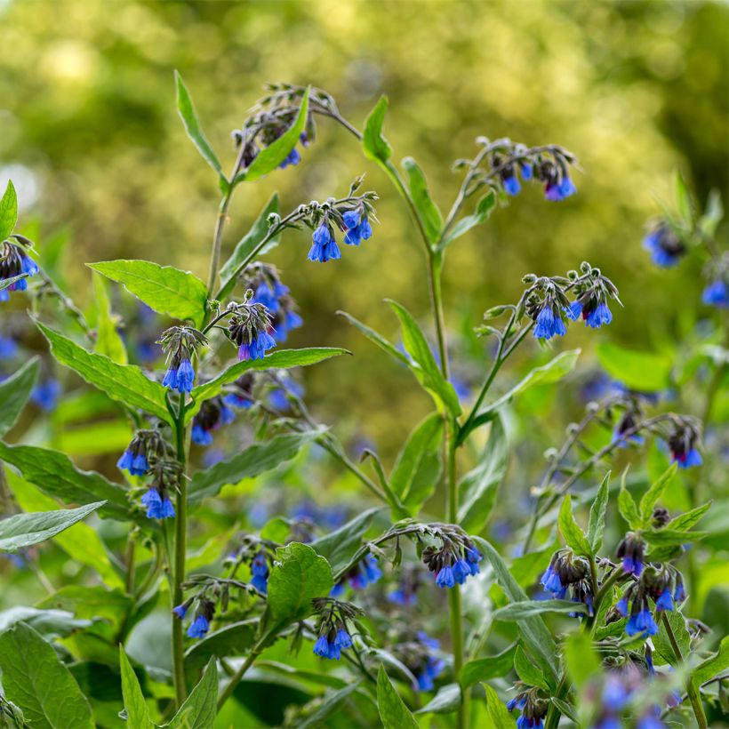 Symphytum Bocking 14 - Comfrey (Plant habit)