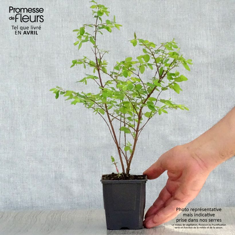 Symphorycarpos chenaultii Hancock 8/9 cm pot sample as delivered in spring