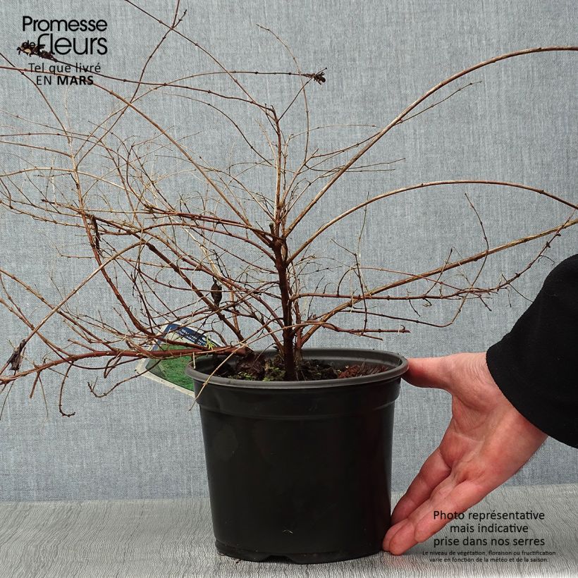 Symphorycarpos chenaultii Hancock 2L/3L pot sample as delivered in winter