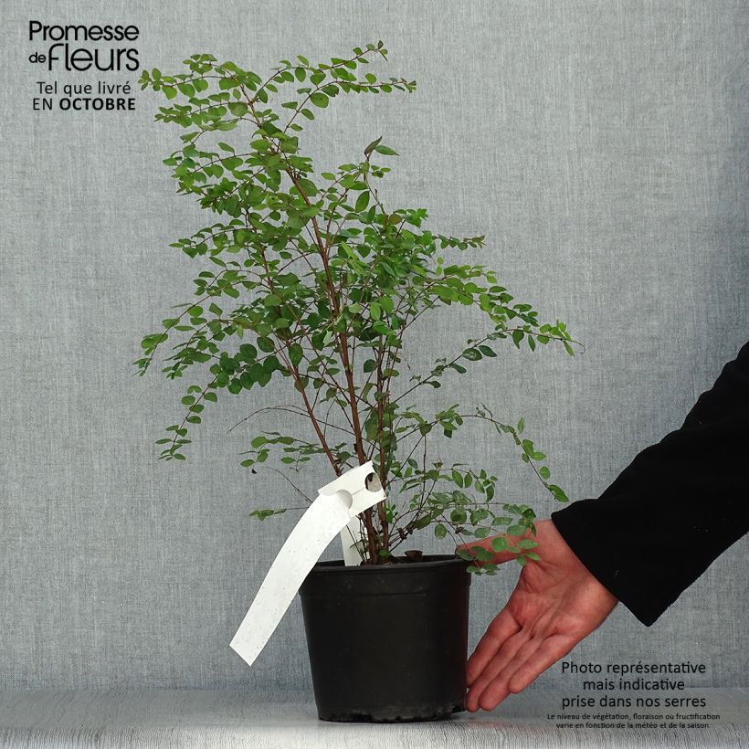 Symphorycarpos chenaultii 2L/3L pot sample as delivered in autumn