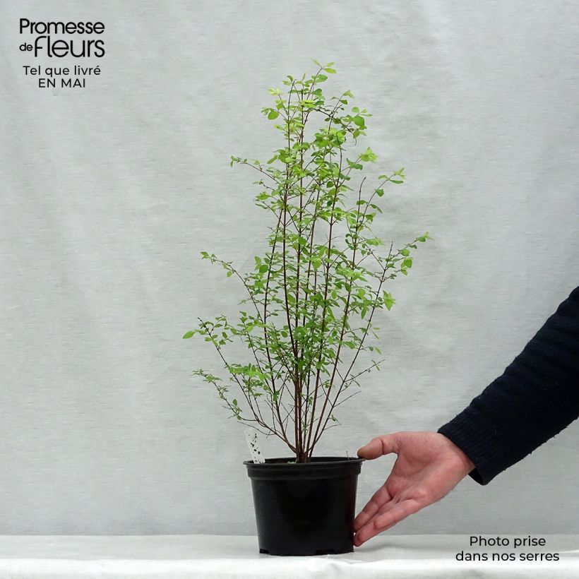 Symphorycarpos chenaultii 2L/3L pot sample as delivered in spring
