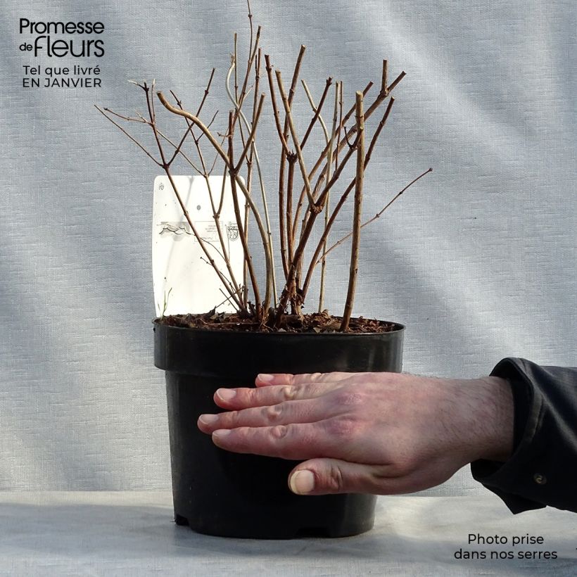 Symphoricarpos doorenbosii Amethyst 2L/3L pot sample as delivered in winter