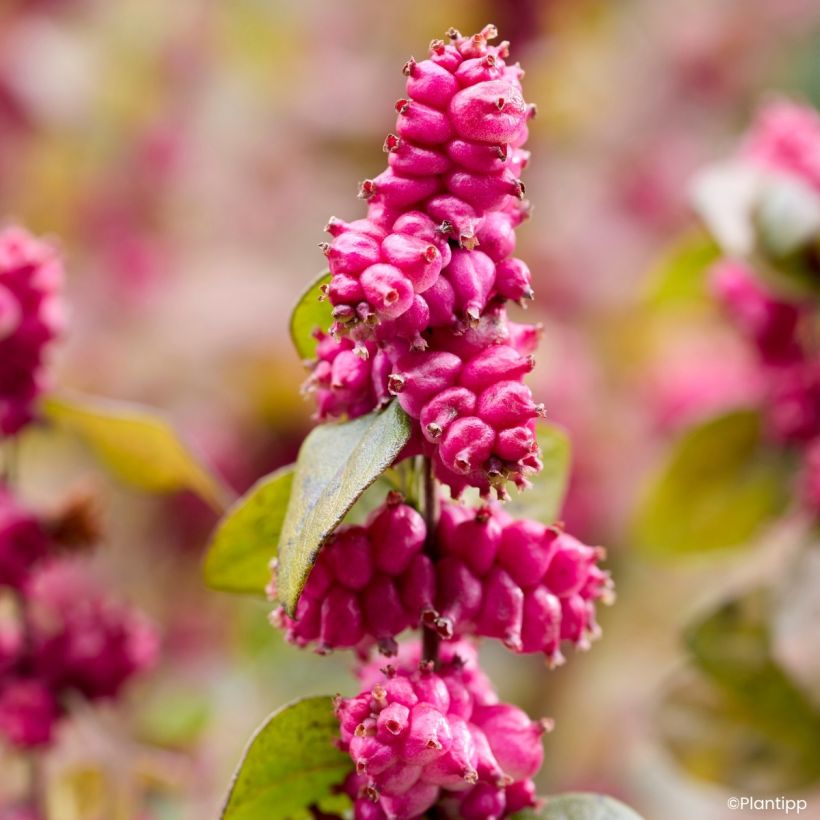 Symphoricarpos Little Berry (Harvest)