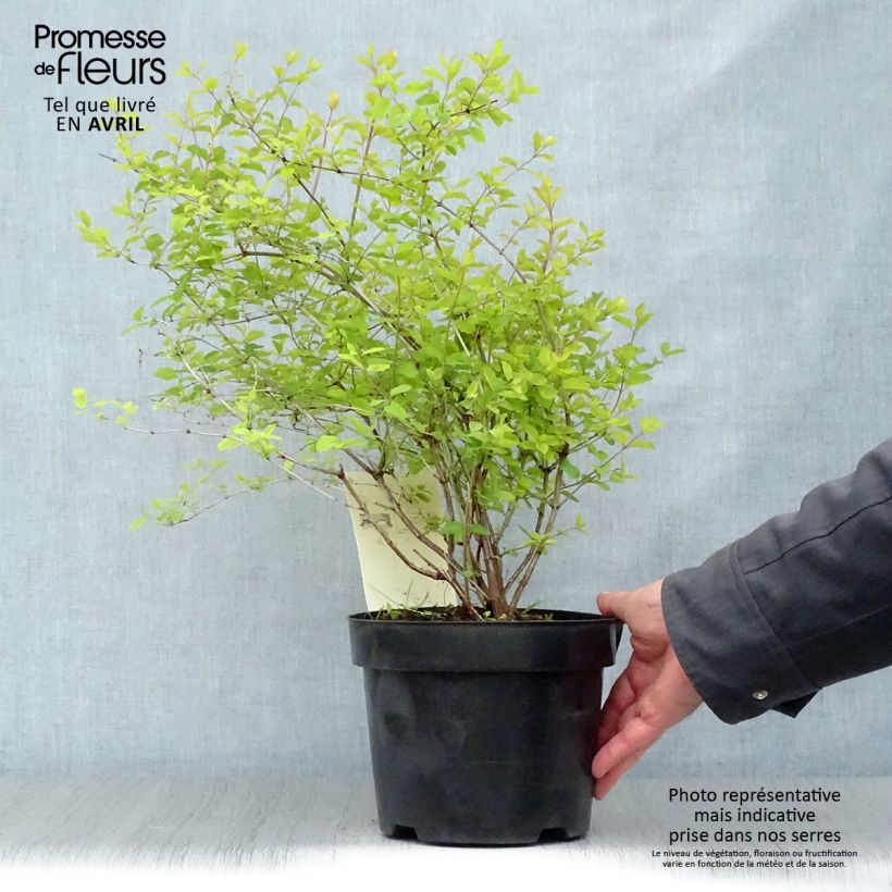 Symphoricarpos doorenbosii Amethyst 2L/3L pot sample as delivered in spring