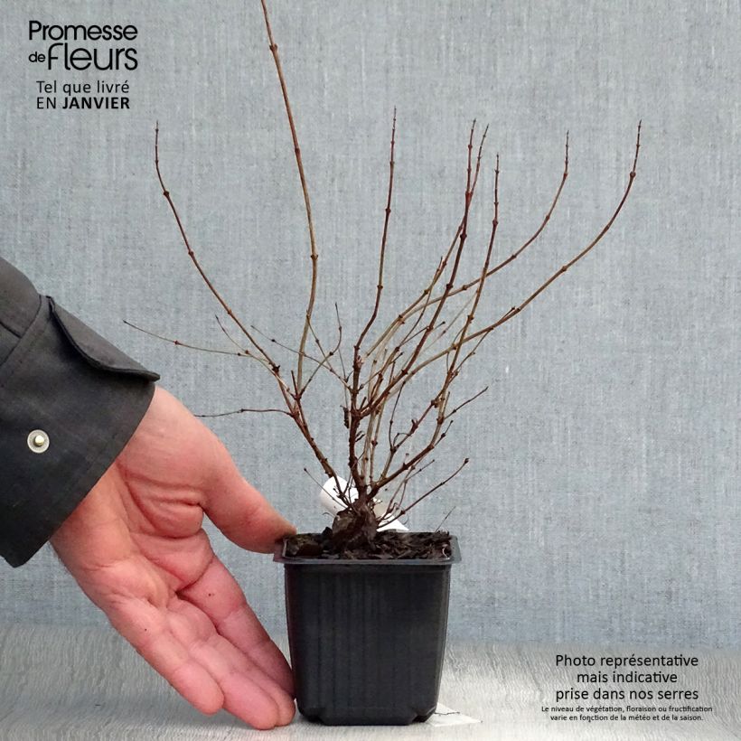 Symphoricarpos doorenboosii White Hedge 8/9 cm pot sample as delivered in winter