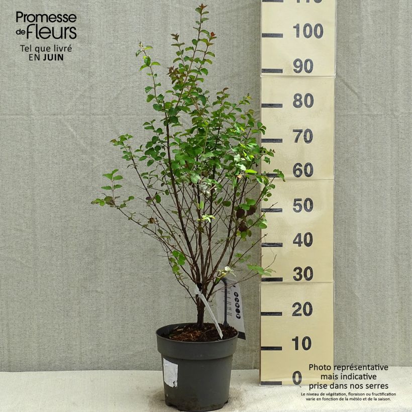 Symphoricarpos orbiculatus Symphony Rock 4L/5L pot sample as delivered in spring