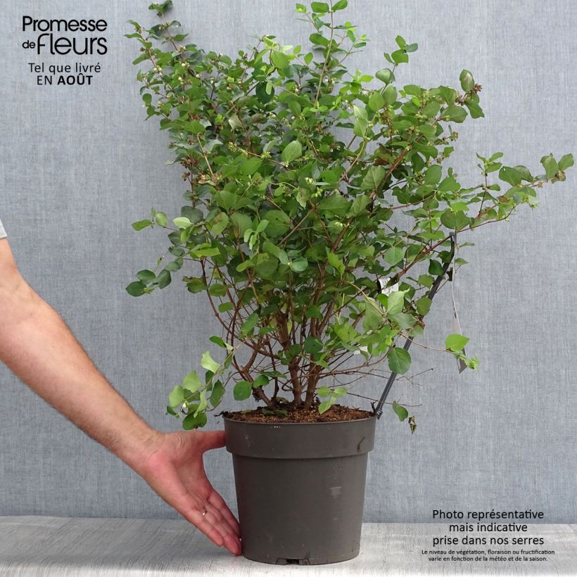 Symphoricarpos orbiculatus Symphony Rumble 4L/5L pot sample as delivered in summer