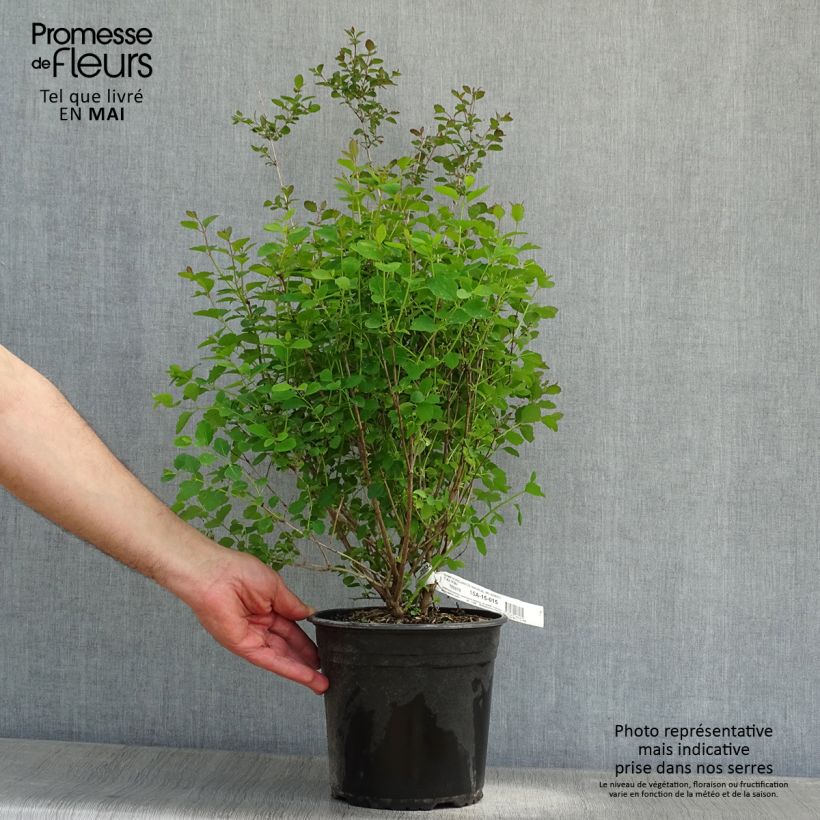 Symphoricarpos doorenbosii Magical Sweet 4L/5L pot sample as delivered in spring