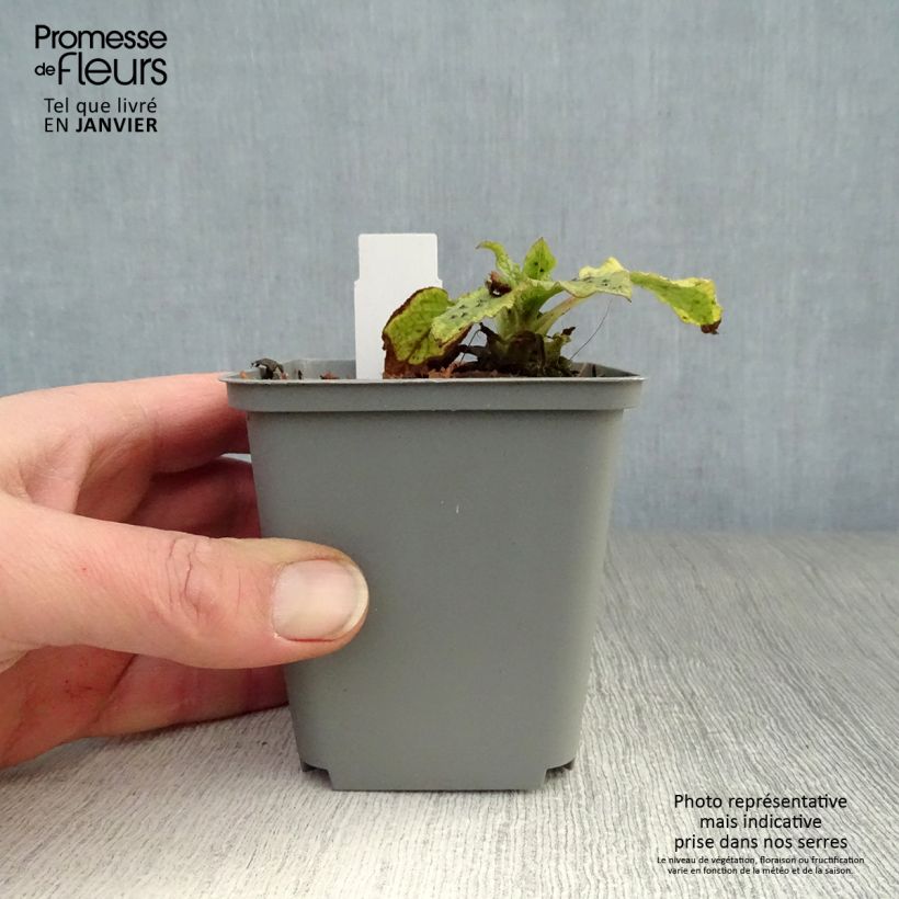 Symphytum Goldsmith - Comfrey 8/9 cm pot sample as delivered in winter
