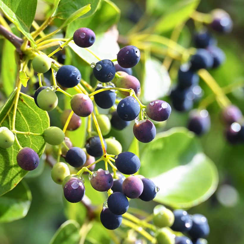Symplocos paniculata (Harvest)