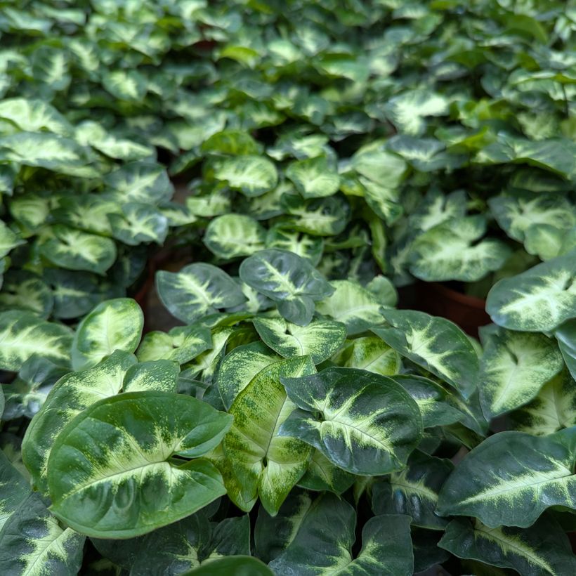 Syngonium podophyllum Pixie - Arrowhead vine (Foliage)