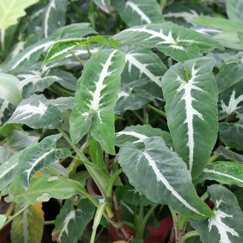Syngonium wendlandii - Arrowhead vine (Foliage)