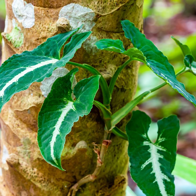 Syngonium wendlandii - Arrowhead vine (Plant habit)