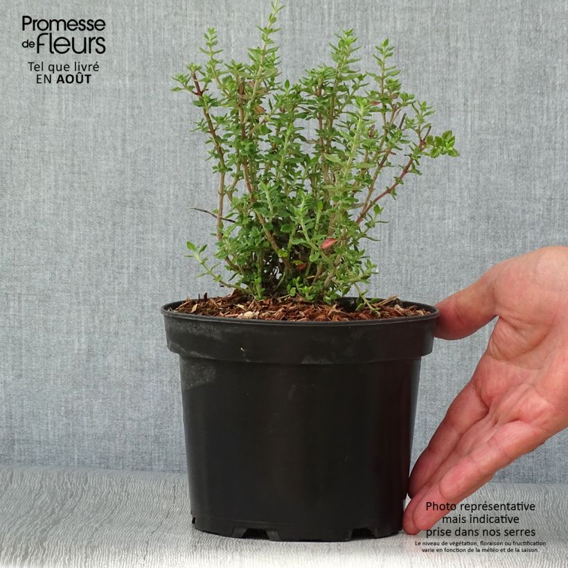 Teucrium x lucidrys  2L/3L pot sample as delivered in summer