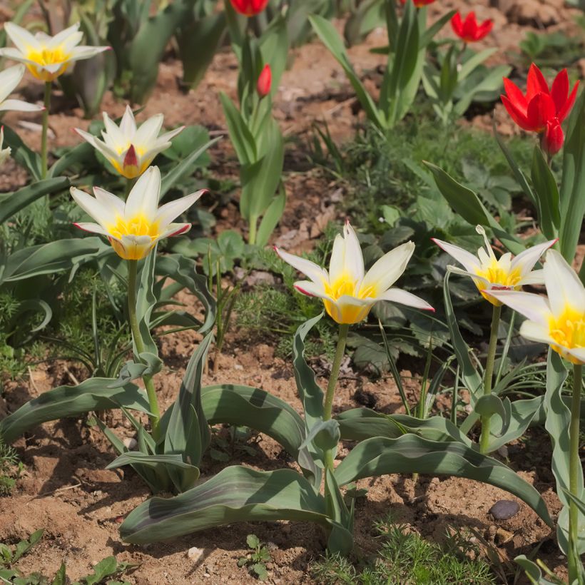 Tulipa White Fire - Tulipe botanique greigii, Tulipe de Greig (Plant habit)