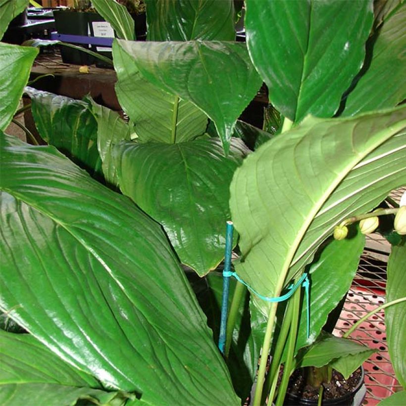 Tacca chantrieri  (Foliage)