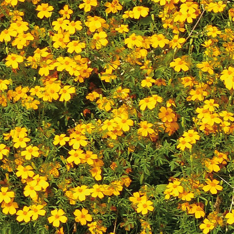 Tagetes Gold Medal - Sterile French Marigold (Flowering)