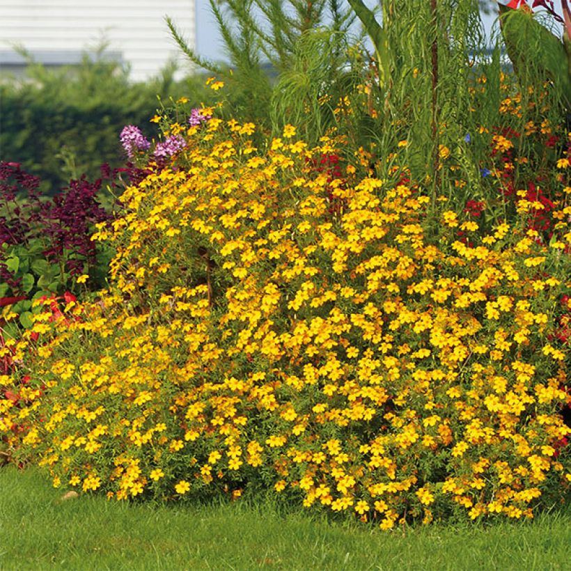 Tagetes Gold Medal - Sterile French Marigold (Plant habit)